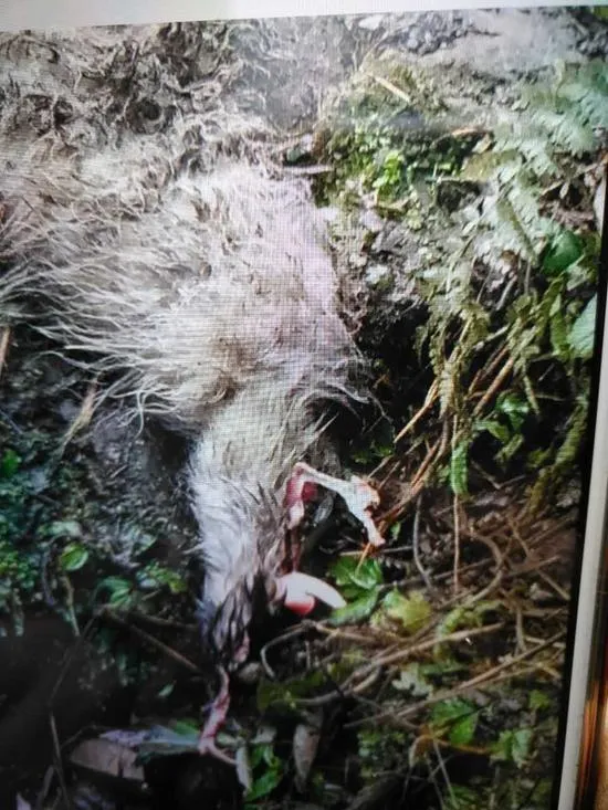 四川目击野生大熊猫下山：啃食村民山羊