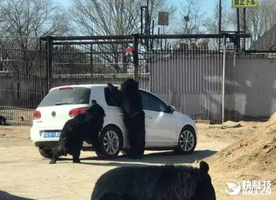 北京野生动物园可怕一幕：一家人随意下车