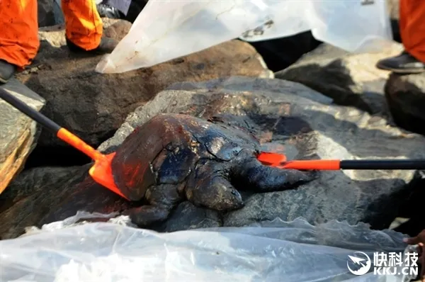 撞船漏油20吨 印度海龟遭遇惨剧：画面吓人
