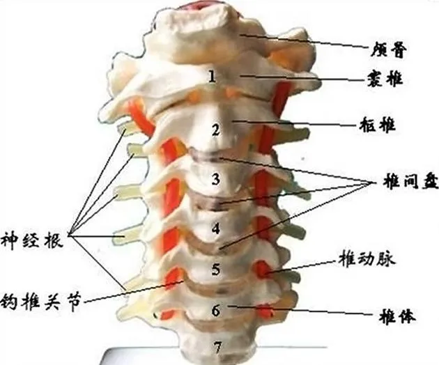 谁能比它懒？看“慢性子”三趾树懒如何生存