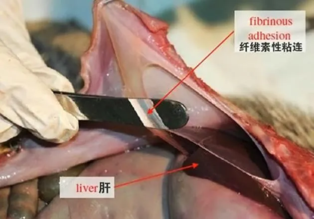 谁能比它懒？看“慢性子”三趾树懒如何生存