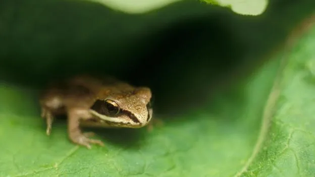 看看这些耐冻生物:人体冷冻起死回生技术不是梦