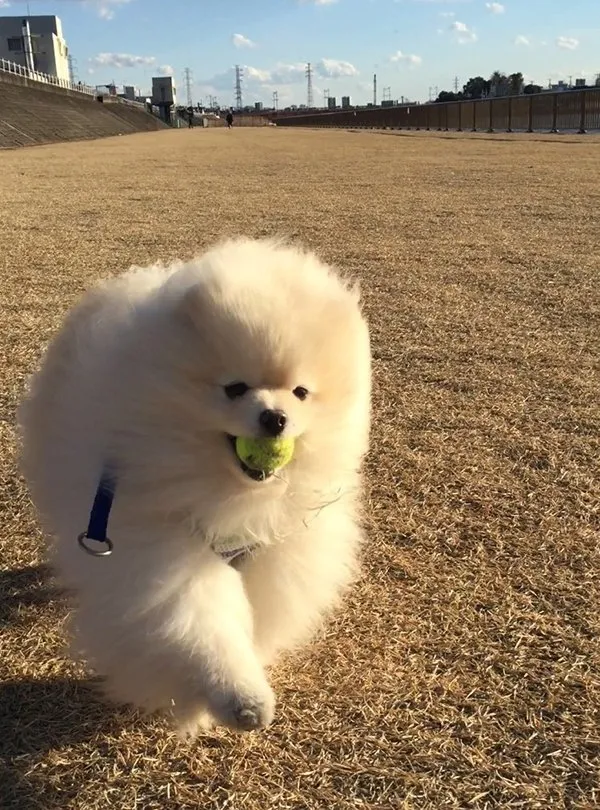 画面太美！博美犬遇大风 一秒钟变海豹