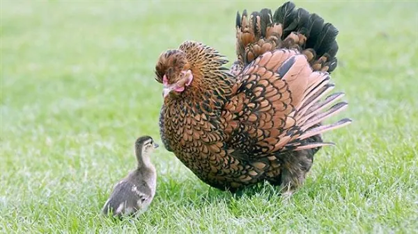 有图有真相 母鸡是动物世界最包容的母亲