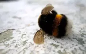 熊蜂为何无法交配濒临灭绝？因为它们太胖了……