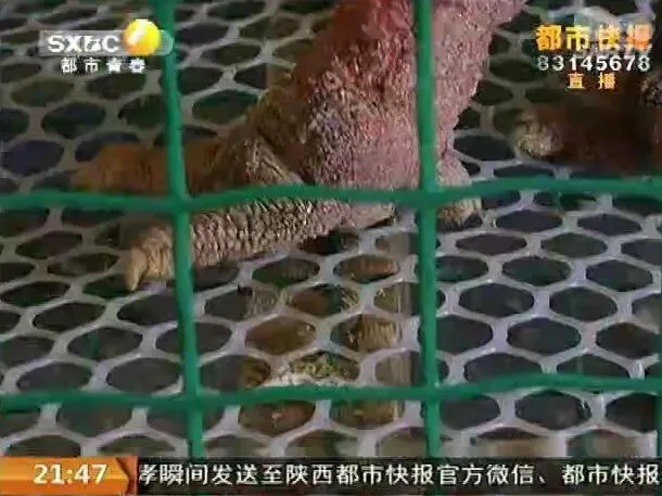 西安现天价怪鸡：腿壮如麒麟 长有鳞片