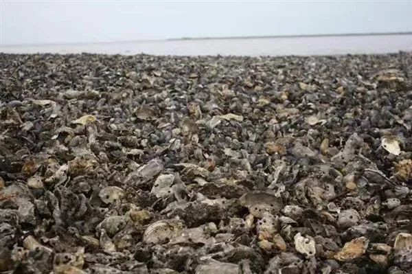 丹麦生蚝泛滥成灾 马云刘强东带吃货铁骑出征