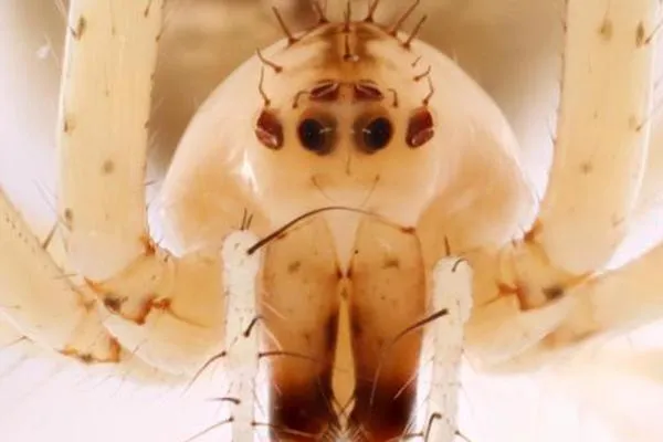 科学家发现新动物：不结网蜘蛛 捕食策略让人类汗颜