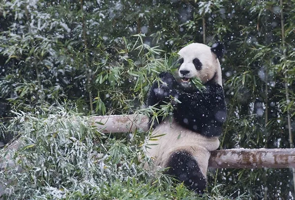 首尔初雪 旅韩大熊猫满地撒欢、卖萌抢镜