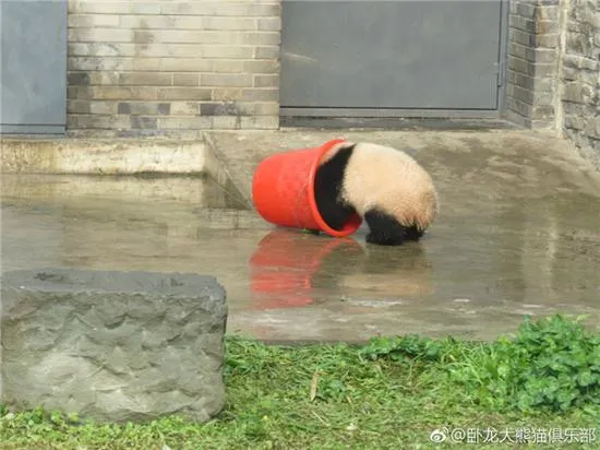 激萌！奶妈收走玩具小马 大熊猫福顺怒而打滚