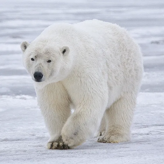 冰川融化 北极熊数量未来40年将锐减