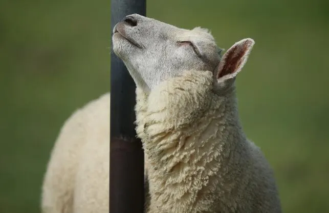 克隆生物衰老快？多莉羊的后代们都是大寿星