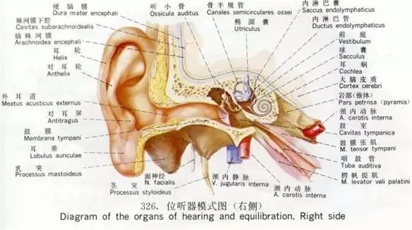 为什么紧闭眼睛时会听到声音？