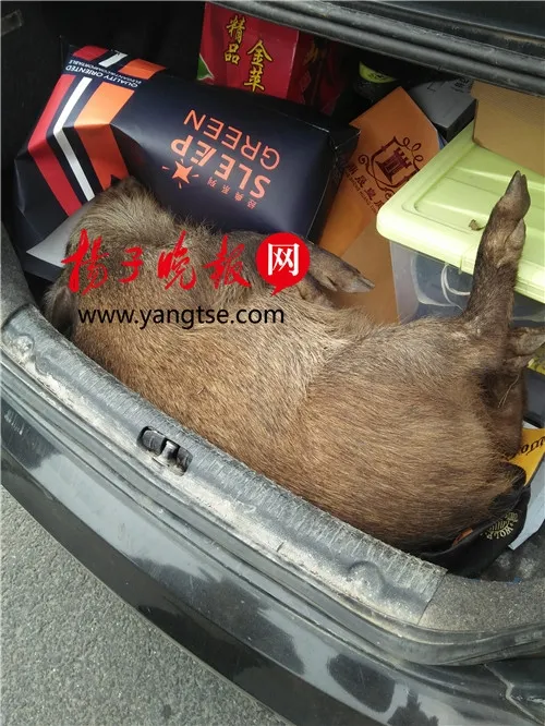 驾车回家过年突遭野猪袭击：车损猪亡