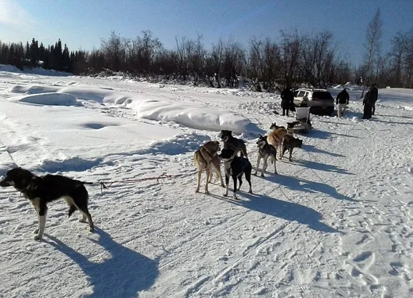 阿拉斯加九只雪橇犬齐力拉出被困越野车：画面有爱