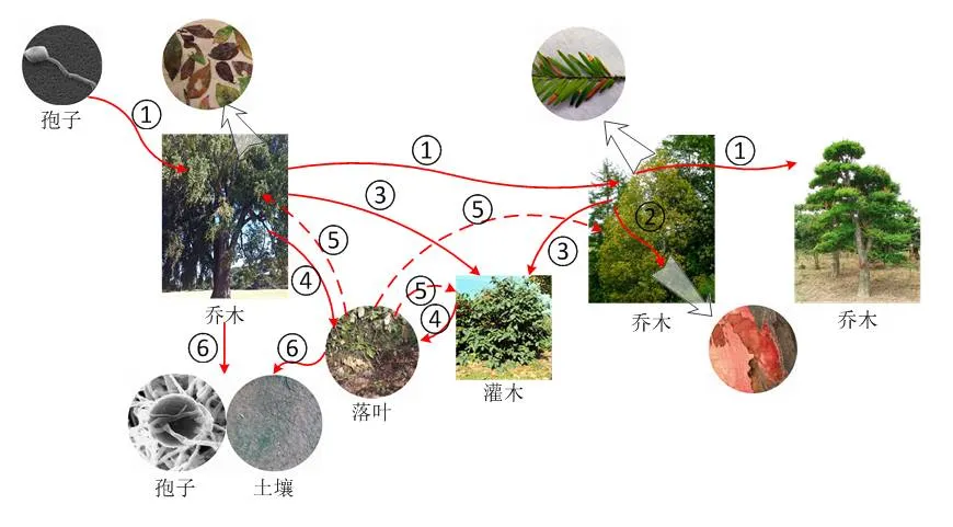 人会打喷嚏，树也会得“流感”，而且后果很严重