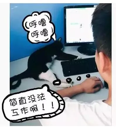 第一网红喵如何炼成：“猫来了”20万粉丝养成记