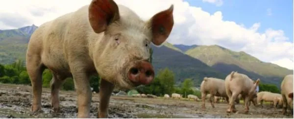 世界最大猪肉生产商：把猪器官移植给人