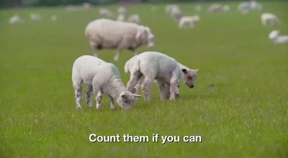 史上最无聊慢镜头“数羊”电影将上映：时长达8小时
